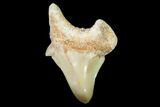 Pathological Fossil Shark (Otodus) Tooth - Morocco #108276-1